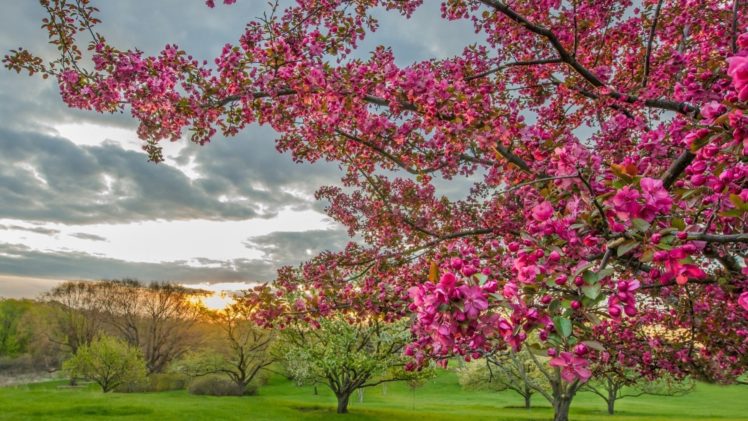 spring, Beauty, Tree, Landscape, Sky, Cloud, Flower HD Wallpaper Desktop Background