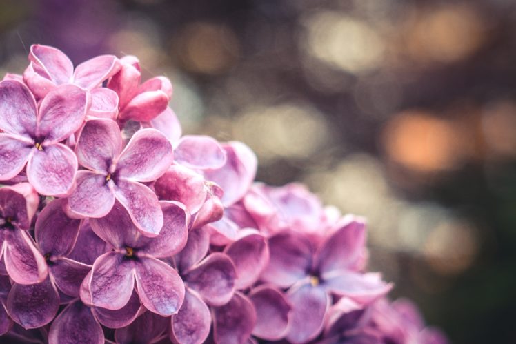 nature, Beauty, Flower, Pink HD Wallpaper Desktop Background