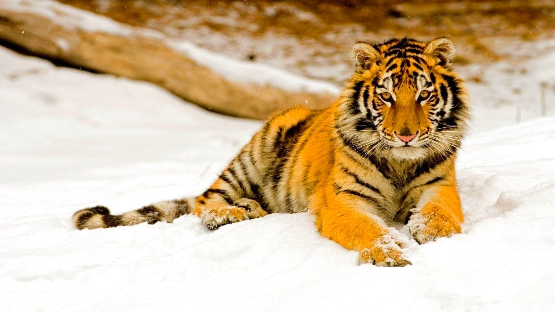 tiger, Cat, Predator, Cats, Fantasy, Asian, Oriental, Nature, Jungle Wallpaper