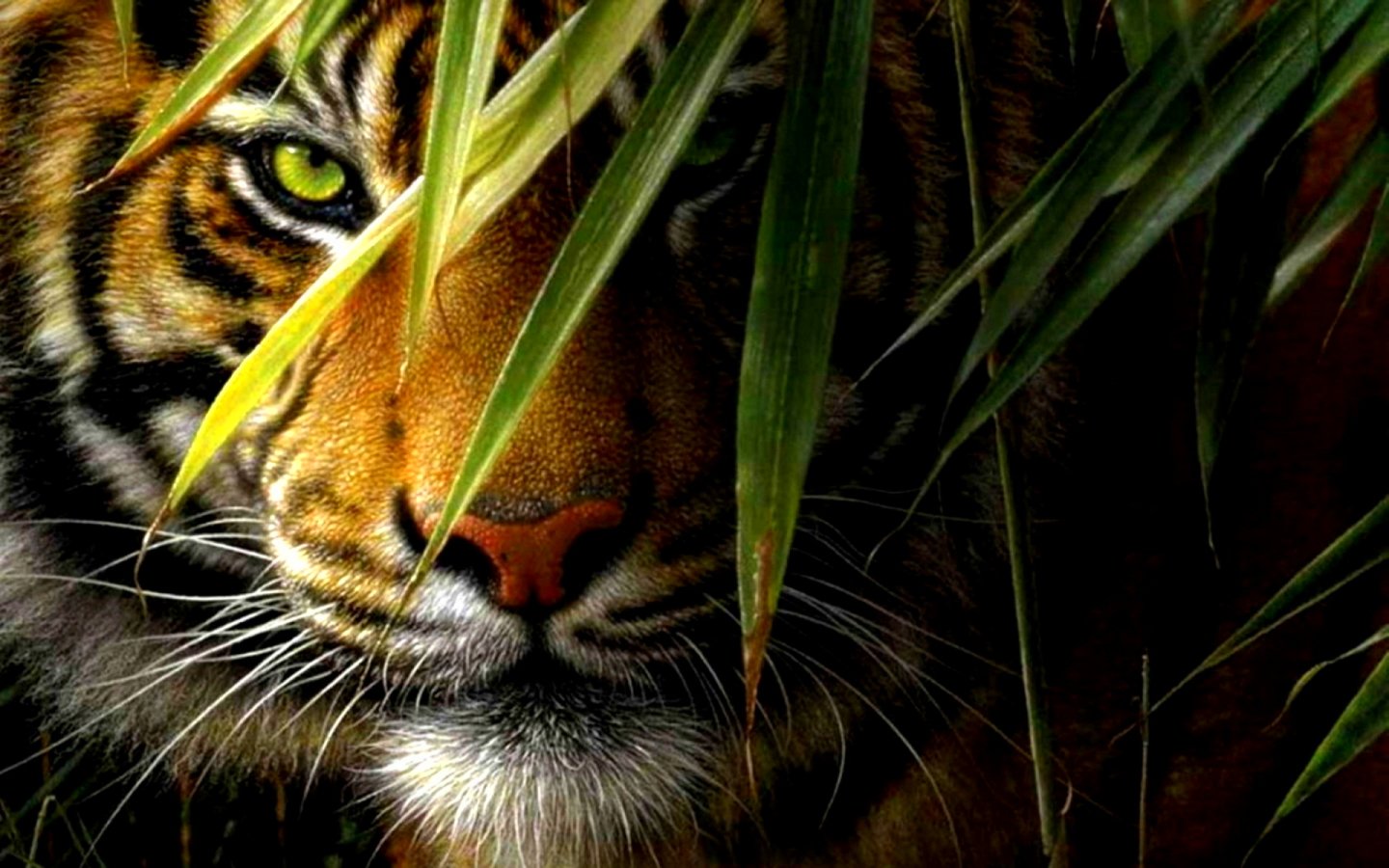 tiger, Cat, Predator, Cats, Fantasy, Asian, Oriental, Nature, Jungle  Wallpapers HD / Desktop and Mobile Backgrounds