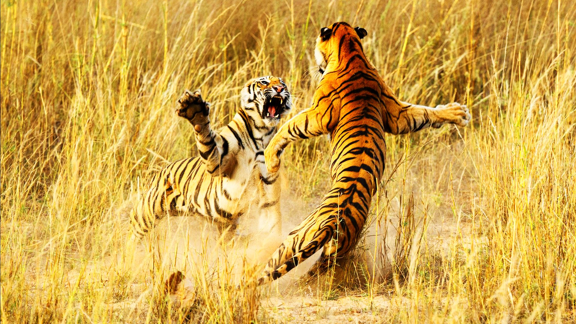 tiger, Cat, Predator, Cats, Fantasy, Asian, Oriental, Nature, Jungle Wallpaper