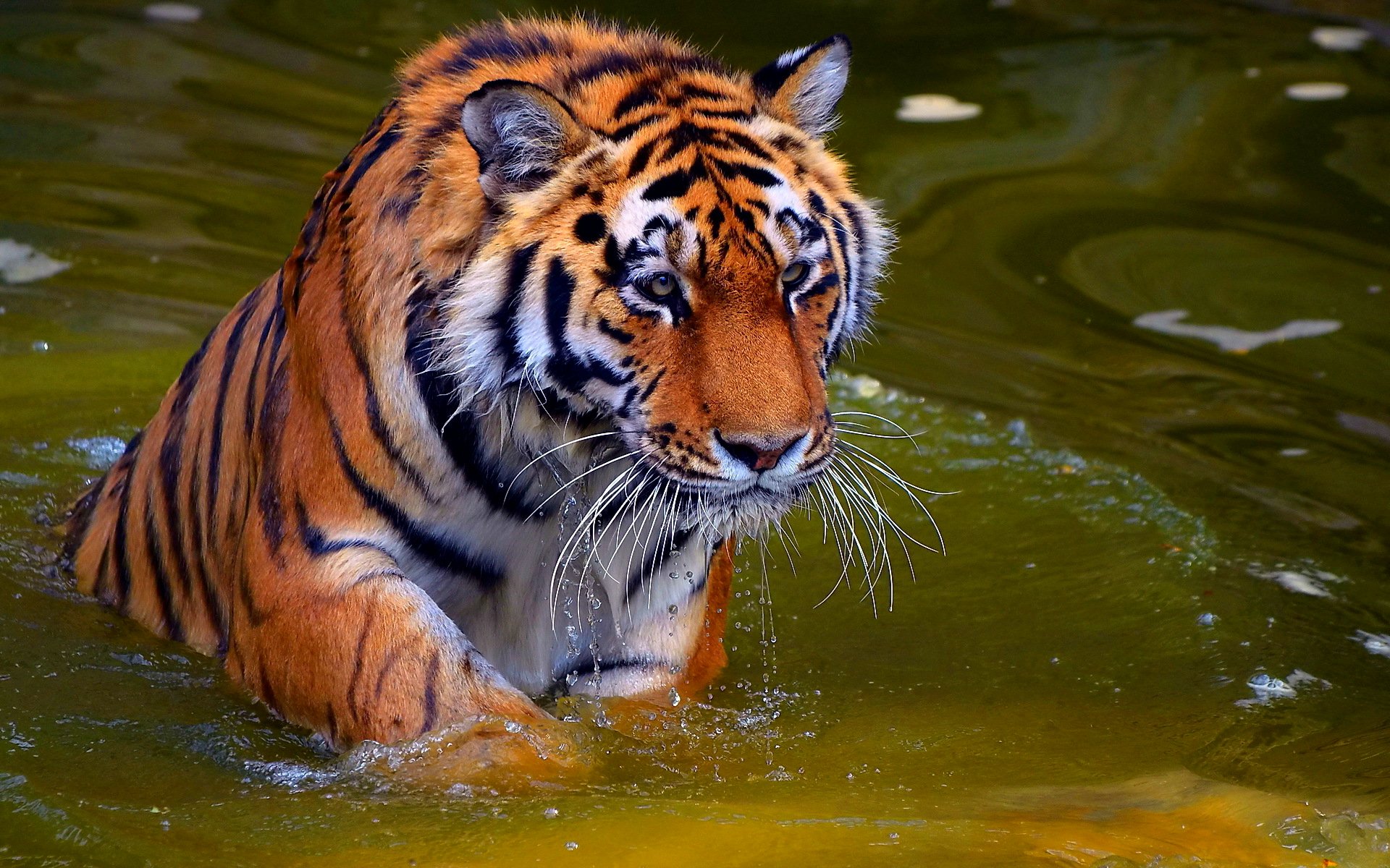 tiger, Cat, Predator, Cats, Fantasy, Asian, Oriental, Nature, Jungle Wallpaper