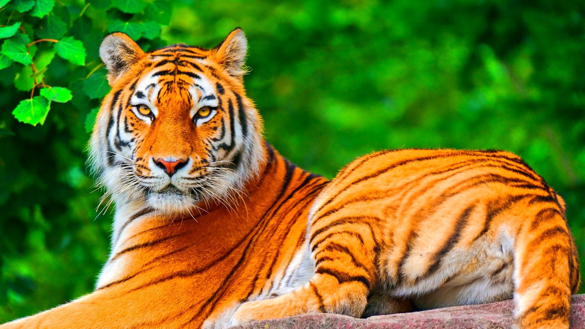 tiger, Cat, Predator, Cats, Fantasy, Asian, Oriental, Nature, Jungle Wallpaper