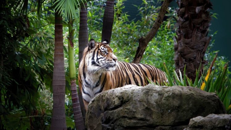 tiger, Cat, Predator, Cats, Fantasy, Asian, Oriental, Nature, Jungle HD Wallpaper Desktop Background