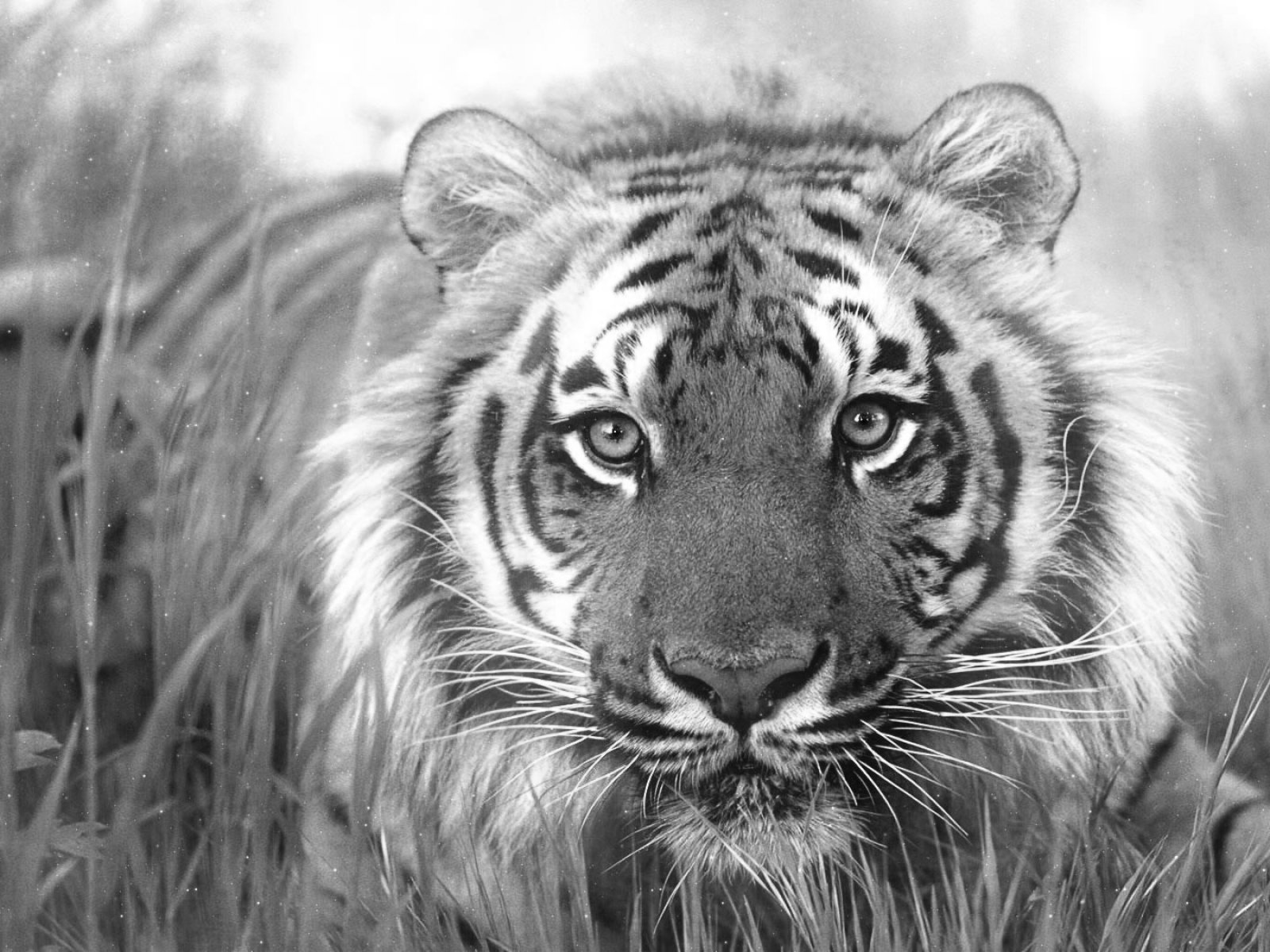 tiger, Cat, Predator, Cats, Fantasy, Asian, Oriental, Nature, Jungle Wallpaper