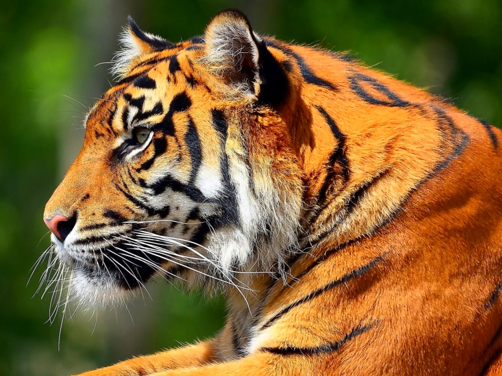 tiger, Cat, Predator, Cats, Fantasy, Asian, Oriental, Nature, Jungle Wallpaper
