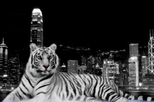 tiger, Cat, Predator, Cats, Fantasy, Asian, Oriental, Nature, Jungle