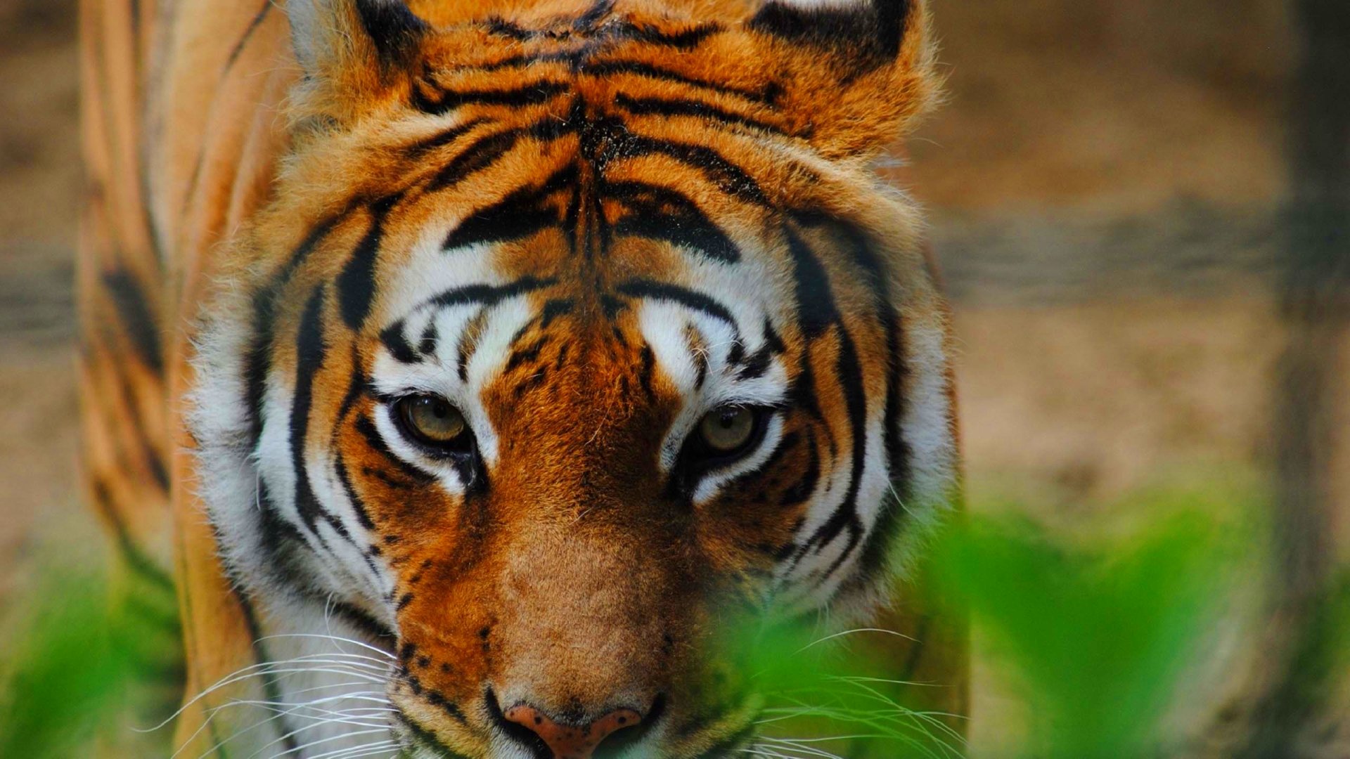 tiger, Cat, Predator, Cats, Fantasy, Asian, Oriental, Nature, Jungle Wallpaper