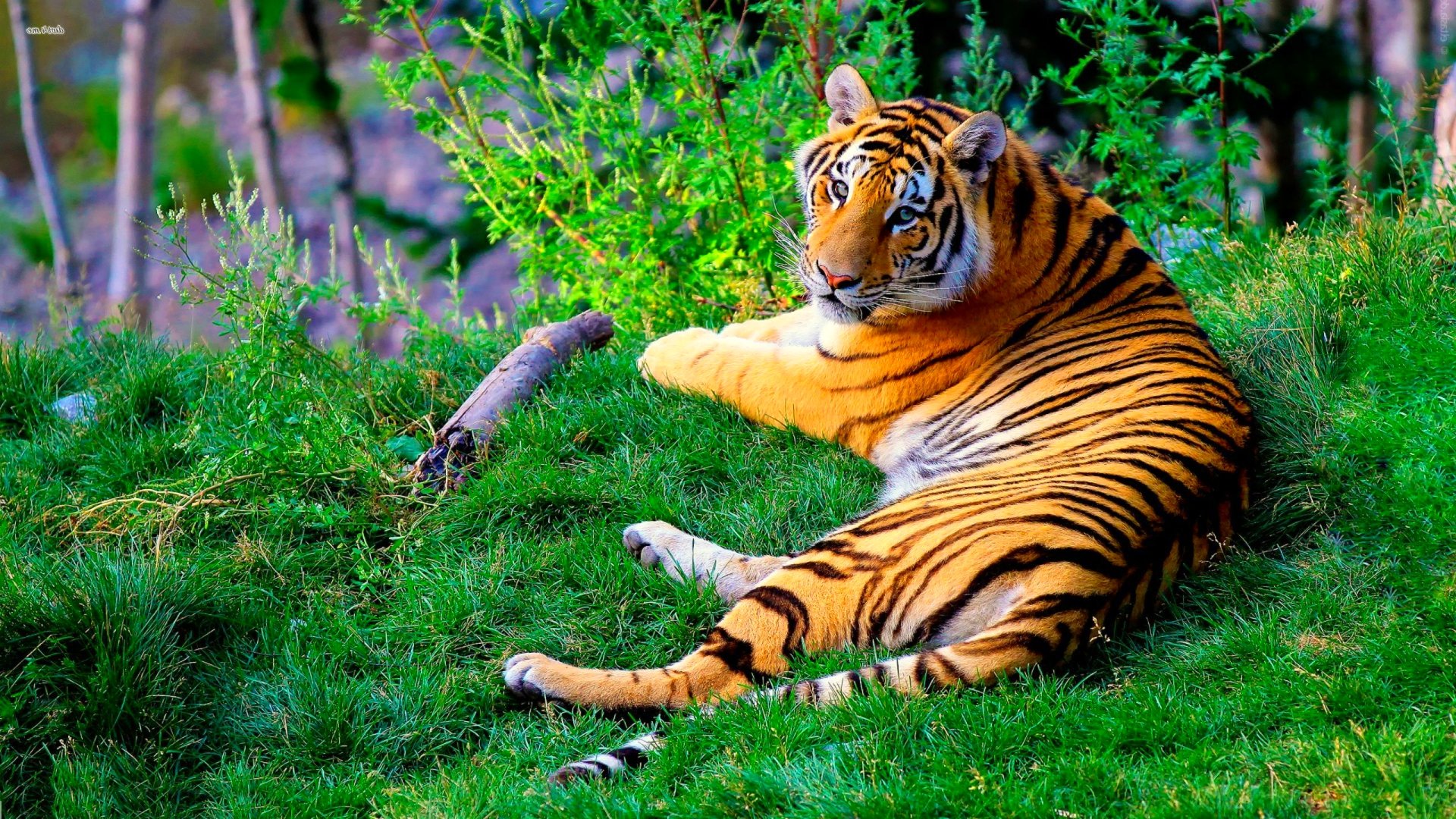 tiger, Cat, Predator, Cats, Fantasy, Asian, Oriental, Nature, Jungle Wallpaper