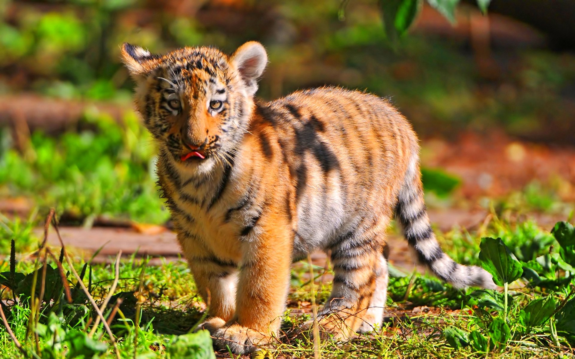 tiger, Cat, Predator, Cats, Fantasy, Asian, Oriental, Nature, Jungle Wallpaper