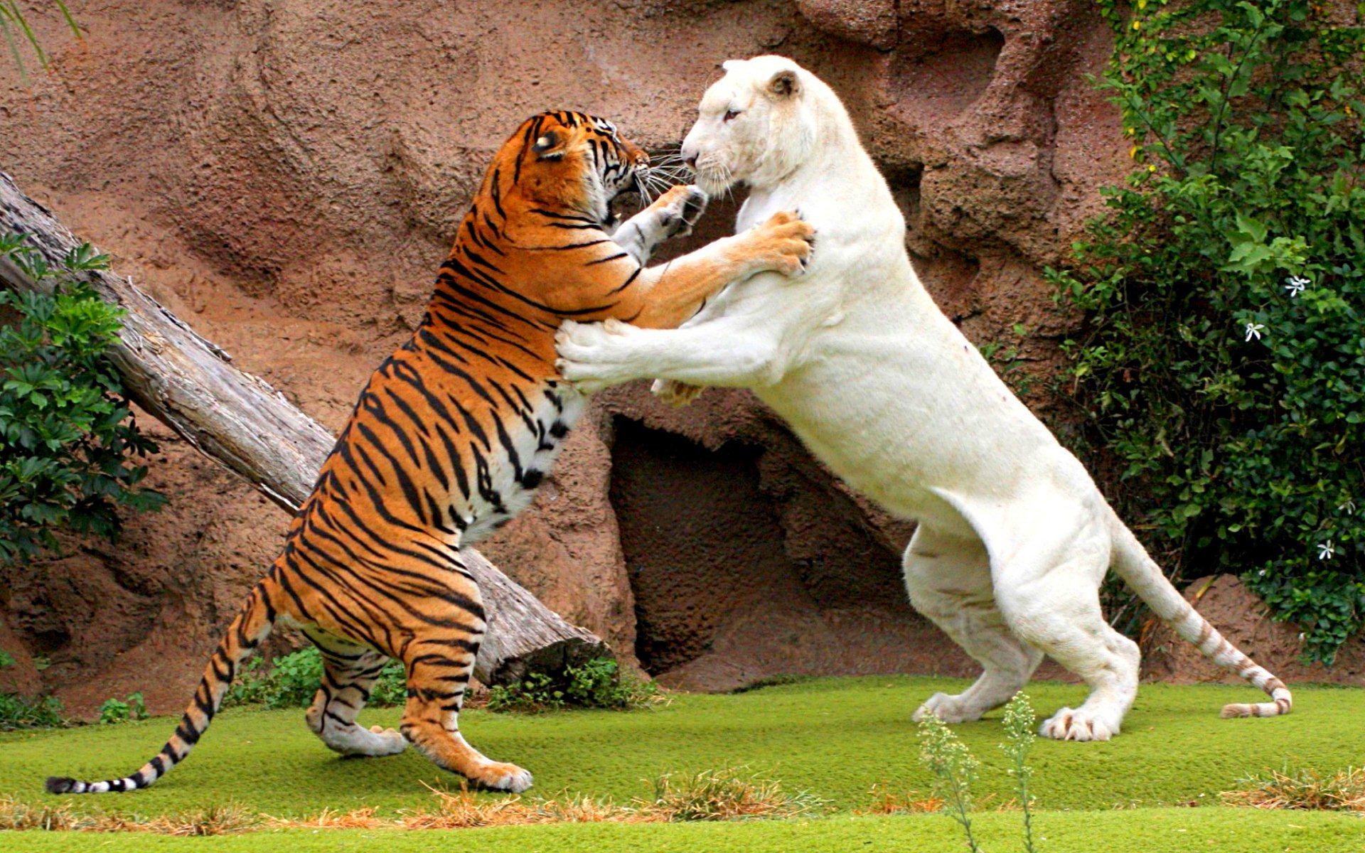 tiger, Cat, Predator, Cats, Fantasy, Asian, Oriental, Nature, Jungle Wallpaper