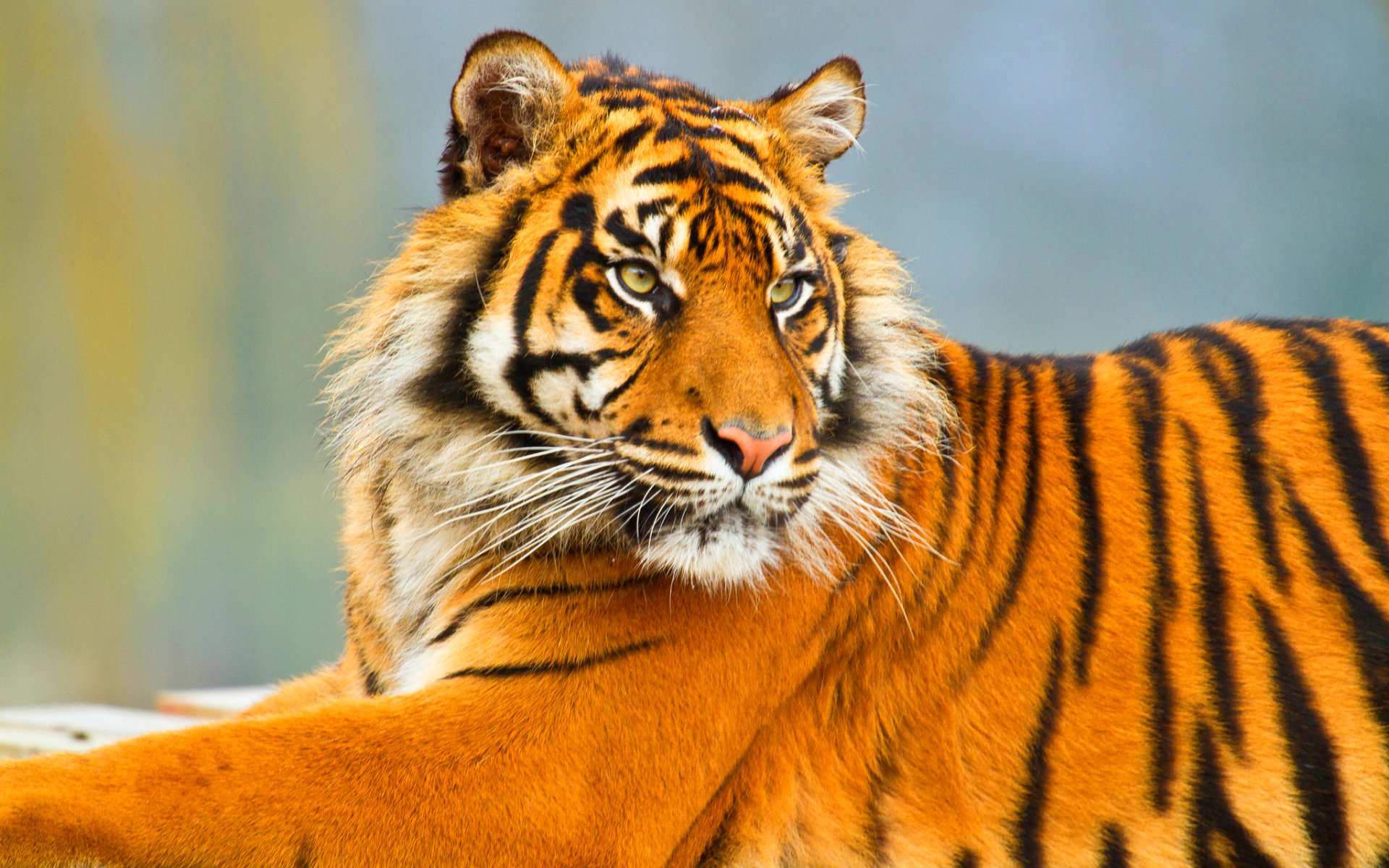 tiger, Cat, Predator, Cats, Fantasy, Asian, Oriental, Nature, Jungle Wallpaper