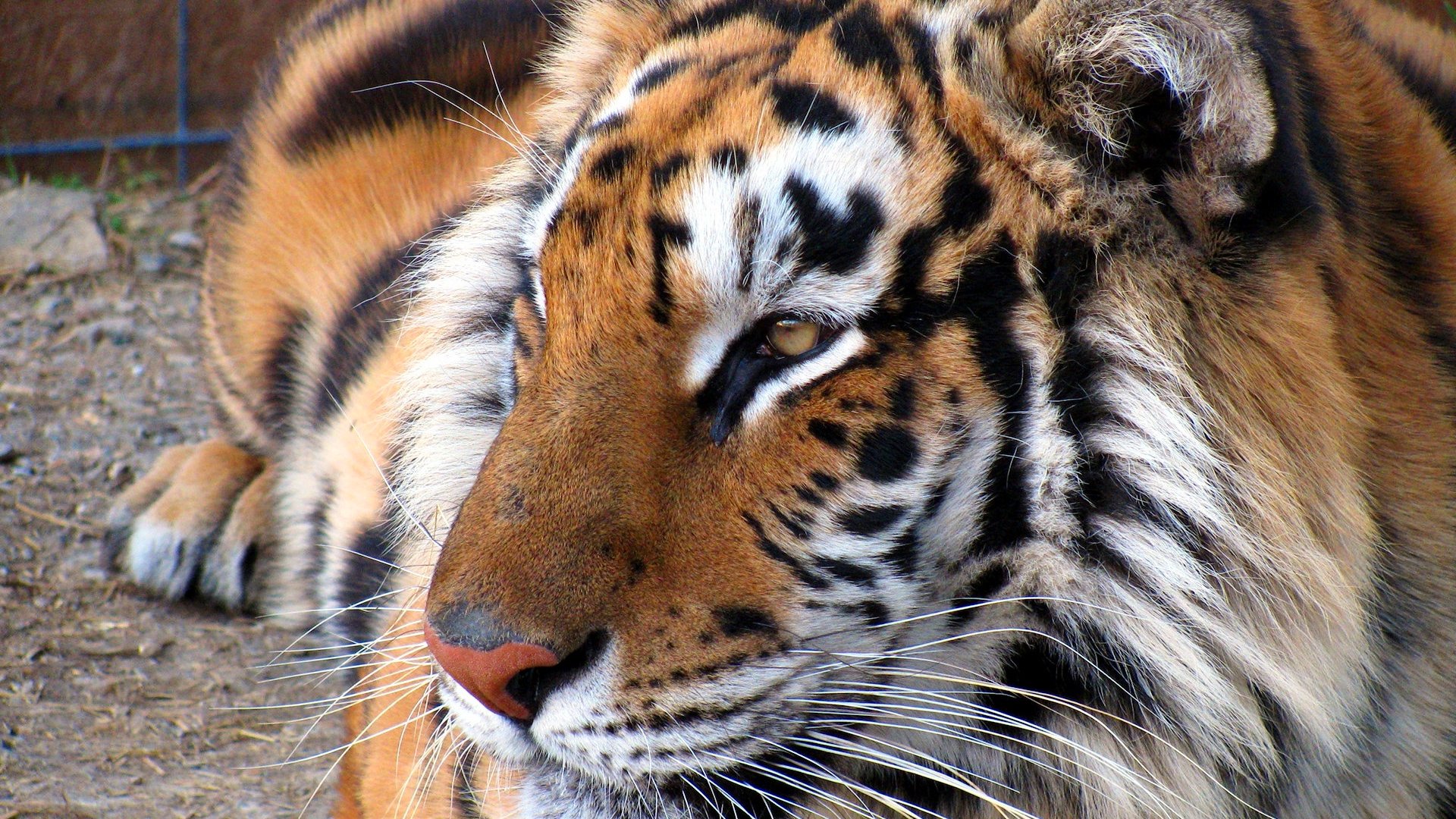 tiger, Cat, Predator, Cats, Fantasy, Asian, Oriental, Nature, Jungle Wallpaper