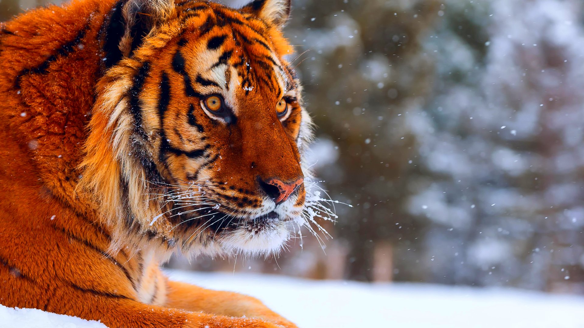 tiger, Cat, Predator, Cats, Fantasy, Asian, Oriental, Nature, Jungle Wallpaper