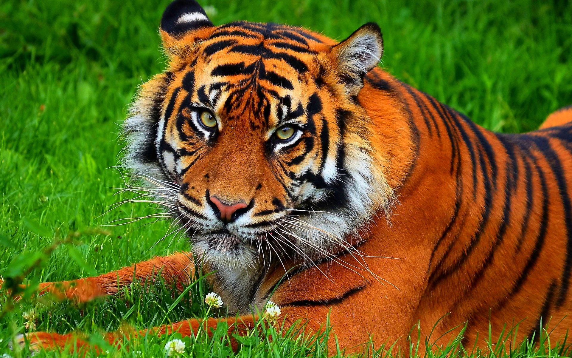 Tiger Cat Predator Cats Fantasy Asian Oriental Nature Jungle Wallpapers Hd Desktop And