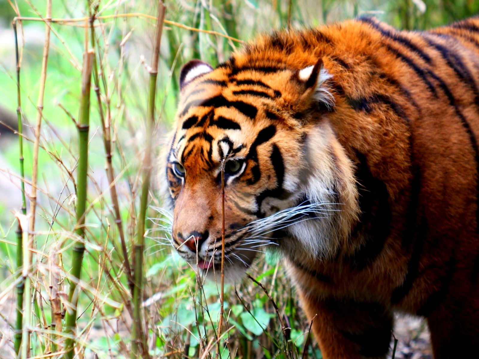 tiger, Cat, Predator, Cats, Fantasy, Asian, Oriental, Nature, Jungle Wallpaper