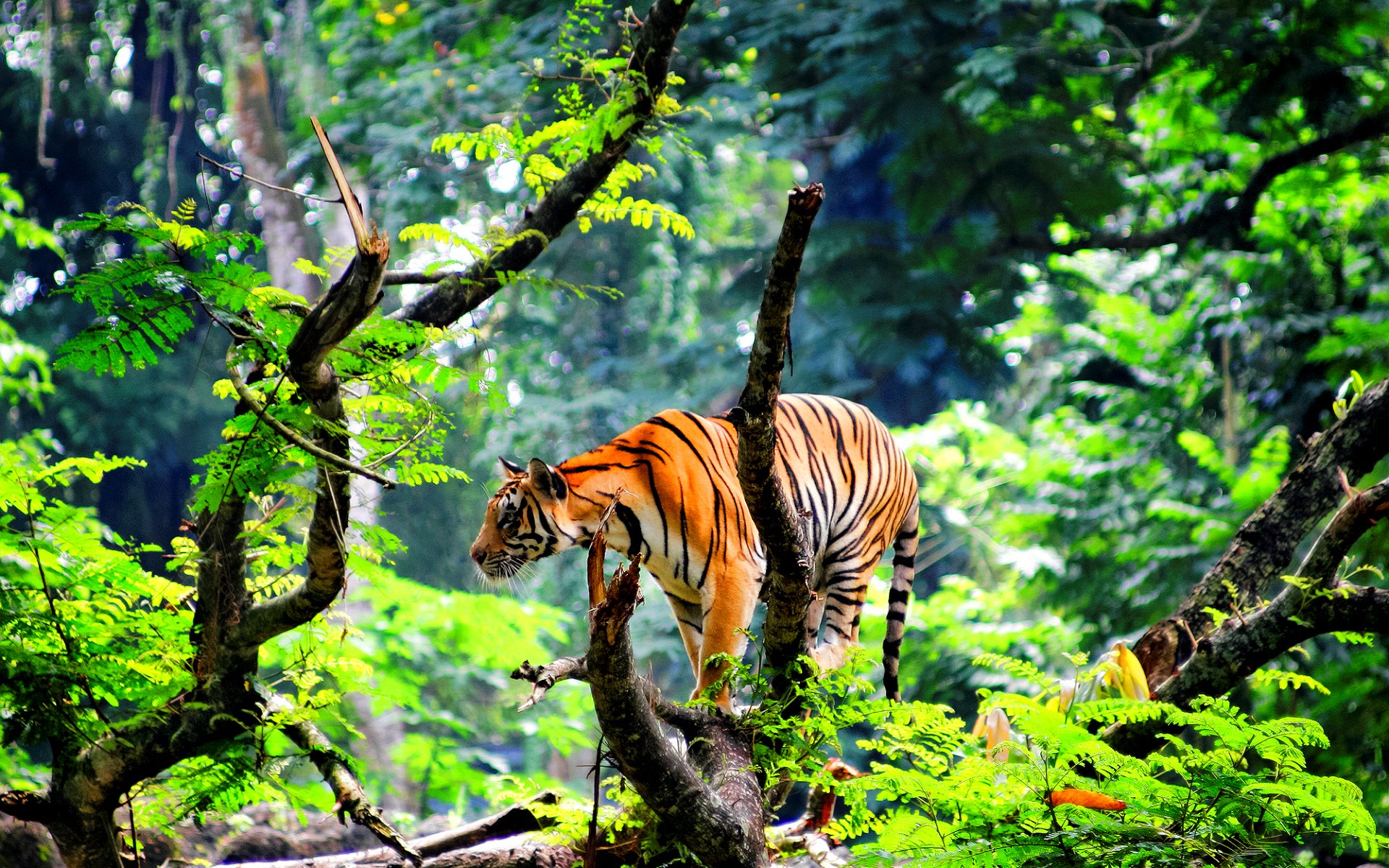tiger, Cat, Predator, Cats, Fantasy, Asian, Oriental, Nature, Jungle Wallpaper