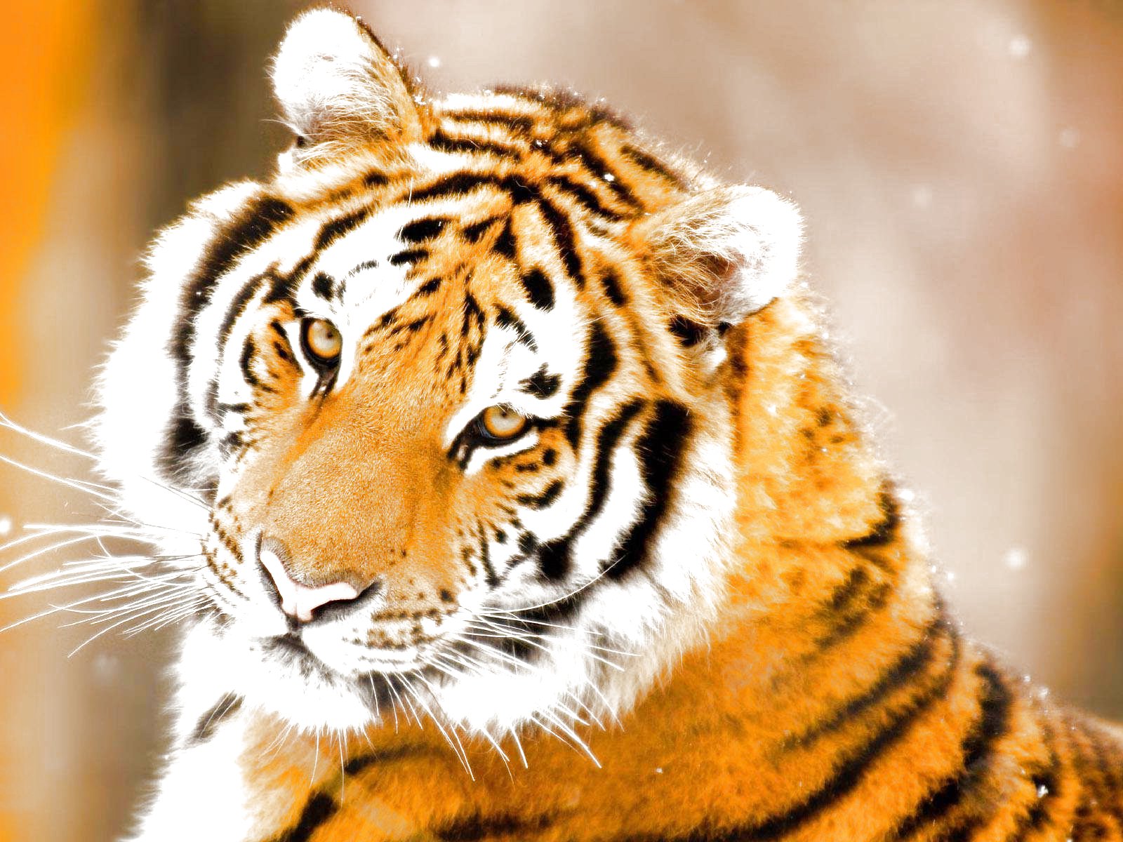 tiger, Cat, Predator, Cats, Fantasy, Asian, Oriental, Nature, Jungle Wallpaper