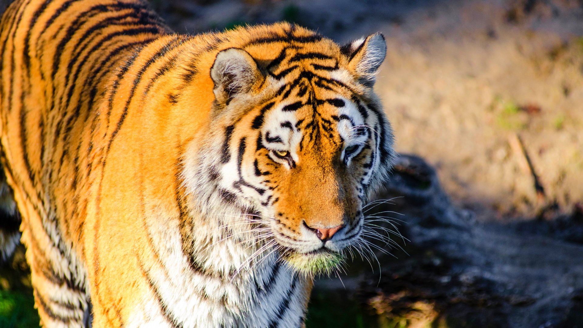 tiger, Cat, Predator, Cats, Fantasy, Asian, Oriental, Nature, Jungle Wallpaper