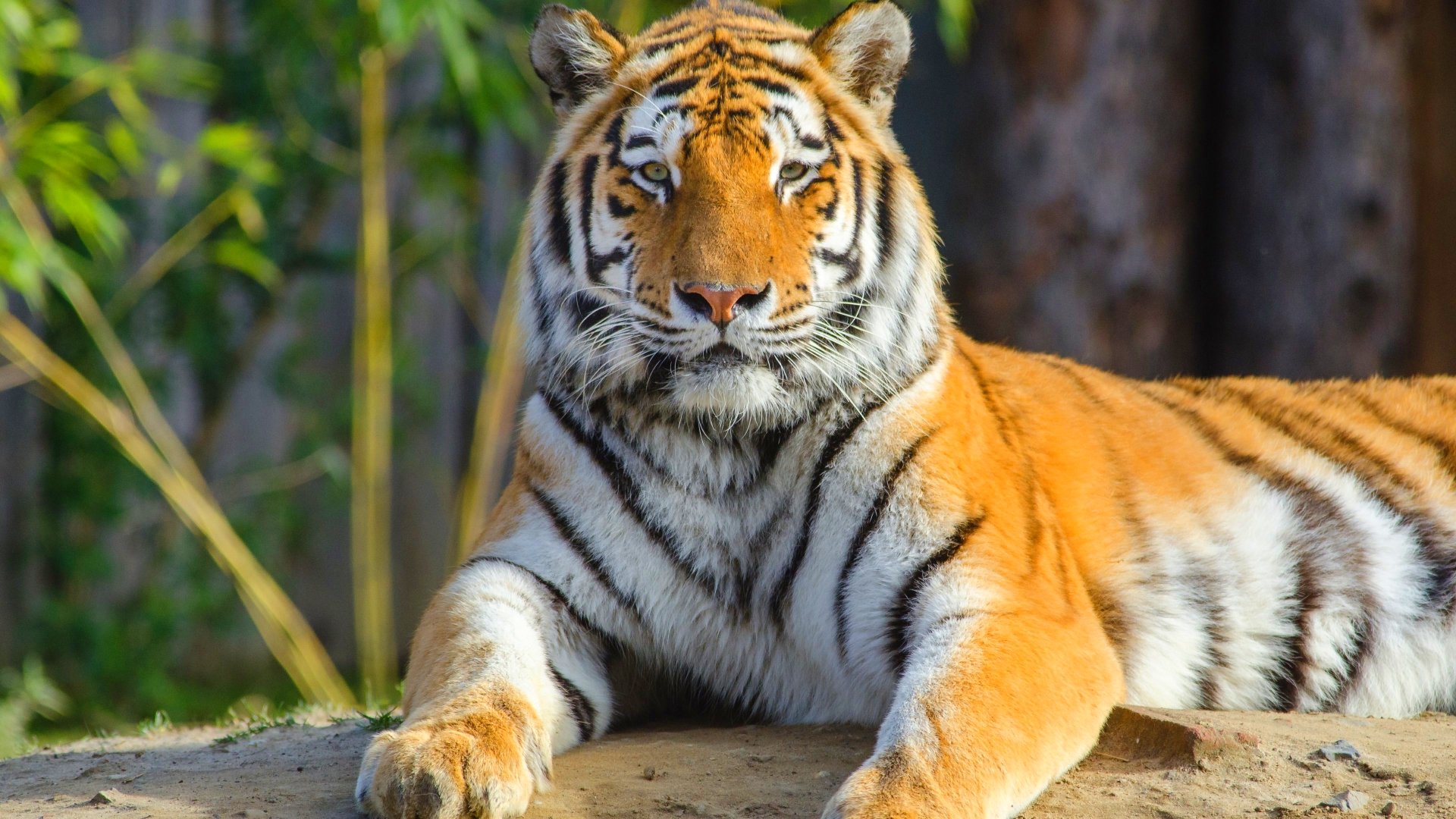 tiger, Cat, Predator, Cats, Fantasy, Asian, Oriental, Nature, Jungle Wallpaper