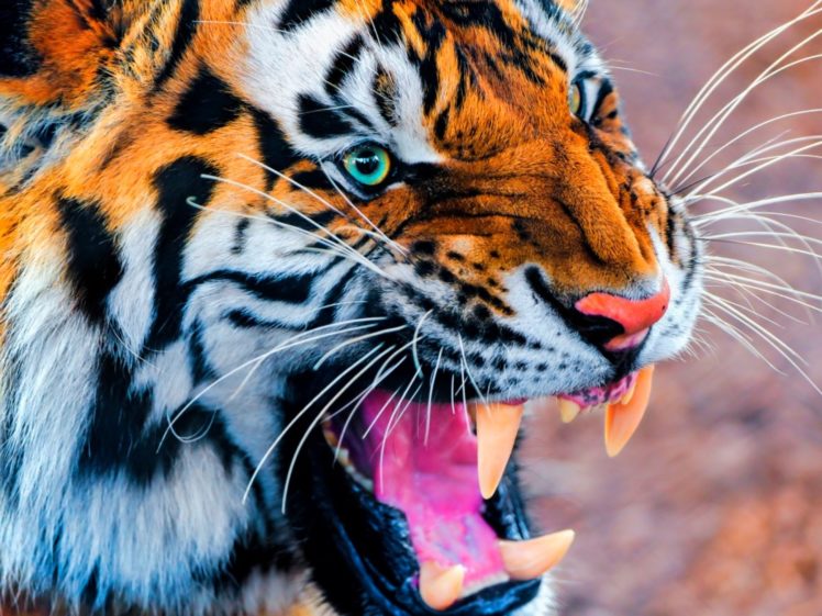 tiger, Cat, Predator, Cats, Fantasy, Asian, Oriental, Nature, Jungle HD Wallpaper Desktop Background