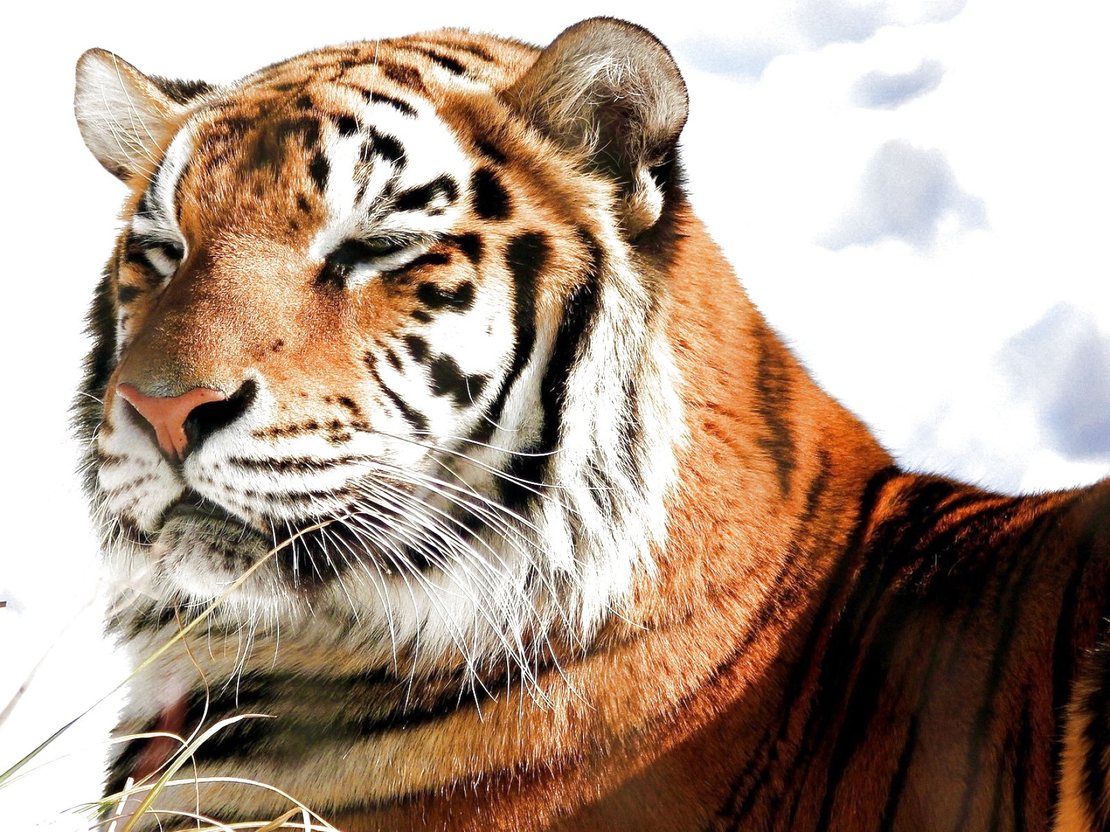 tiger, Cat, Predator, Cats, Fantasy, Asian, Oriental, Nature, Jungle Wallpaper
