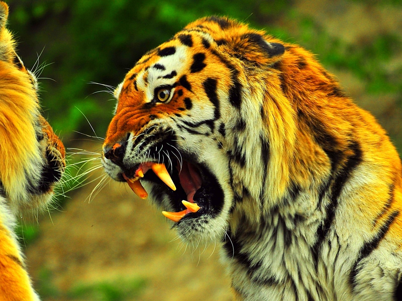 tiger, Cat, Predator, Cats, Fantasy, Asian, Oriental, Nature, Jungle Wallpaper