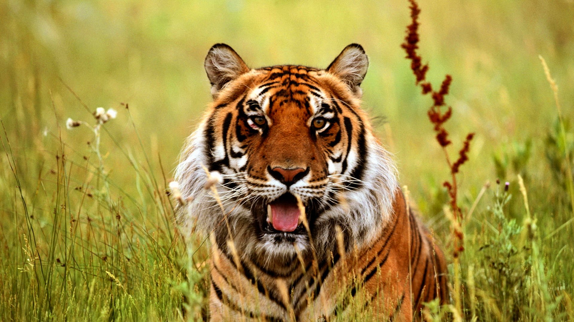 tiger, Cat, Predator, Cats, Fantasy, Asian, Oriental, Nature, Jungle Wallpaper
