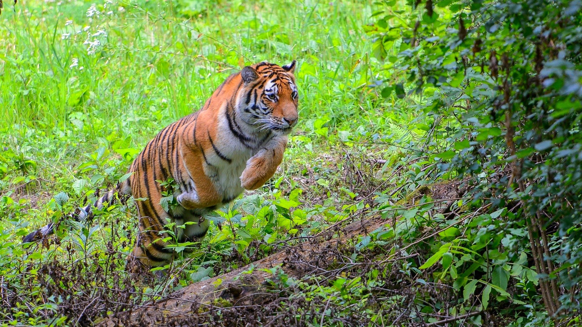tiger, Cat, Predator, Cats, Fantasy, Asian, Oriental, Nature, Jungle Wallpaper