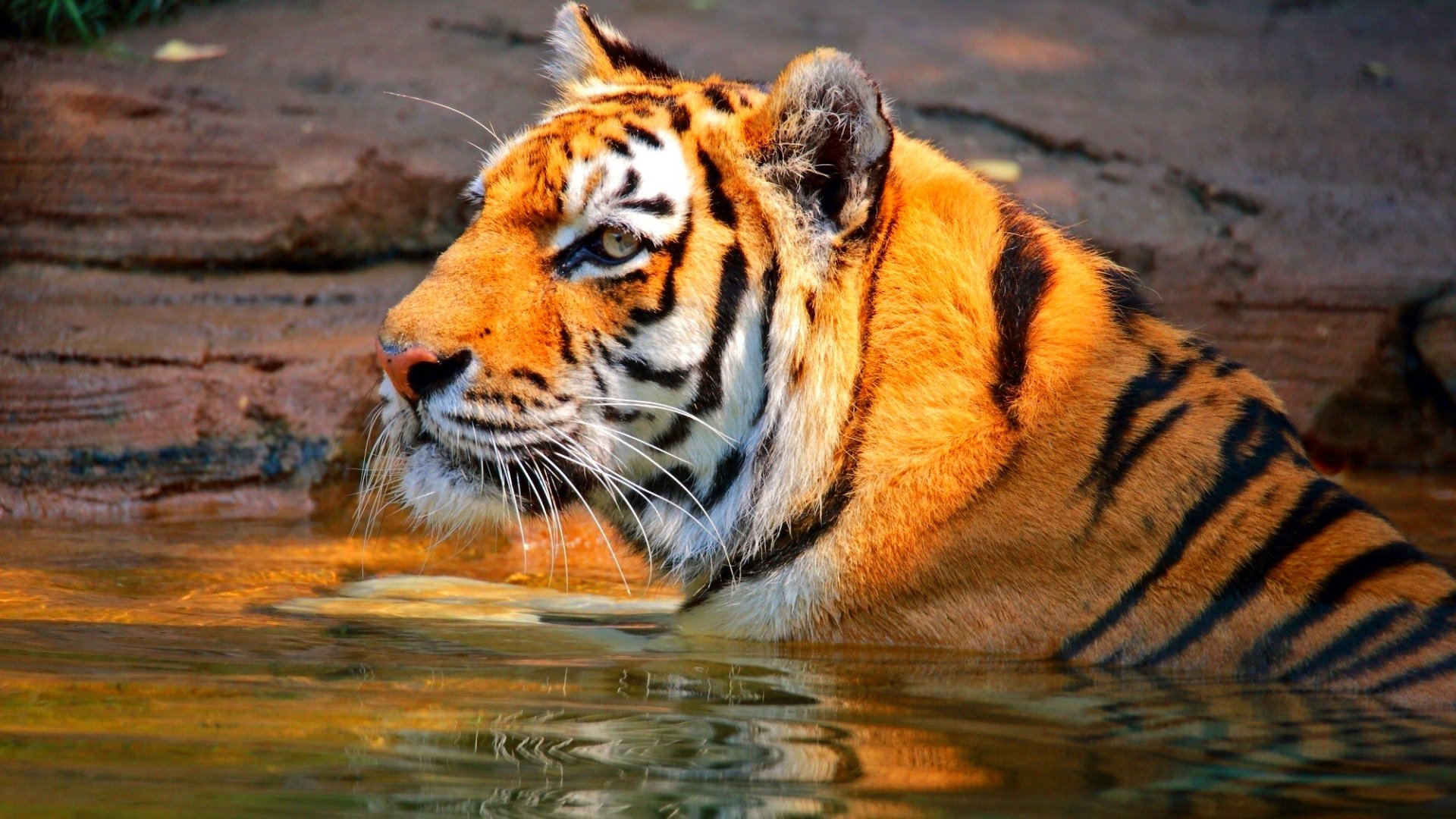 tiger, Cat, Predator, Cats, Fantasy, Asian, Oriental, Nature, Jungle Wallpaper