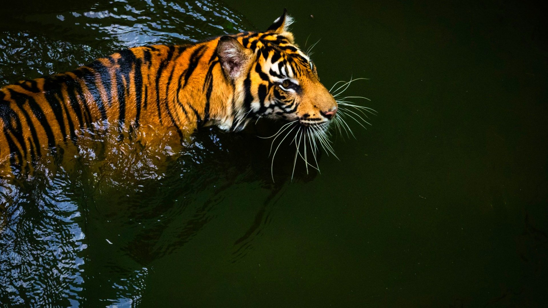tiger, Cat, Predator, Cats, Fantasy, Asian, Oriental, Nature, Jungle Wallpaper