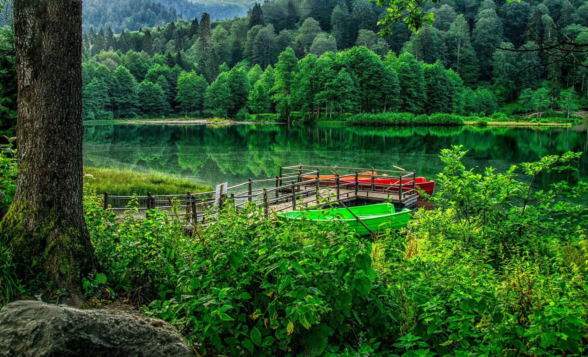 Лес в Турции на озере