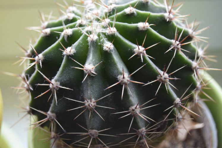 cactus, Planta, Naturaleza, Pinchas HD Wallpaper Desktop Background