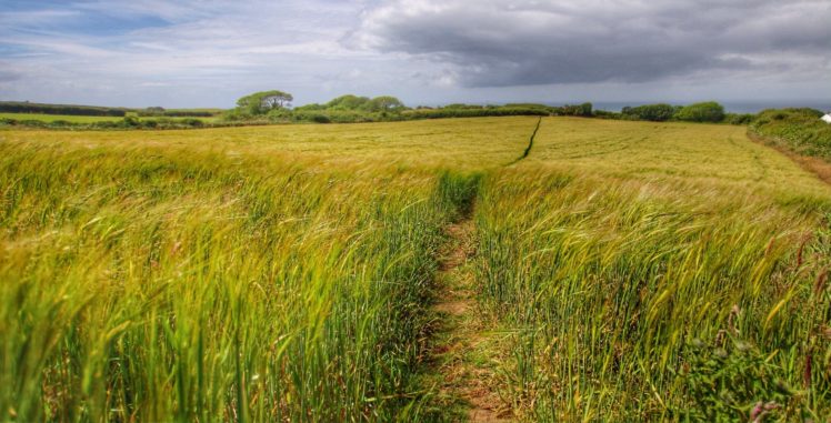 campo, Trigo, Plantas, Naturaleza HD Wallpaper Desktop Background