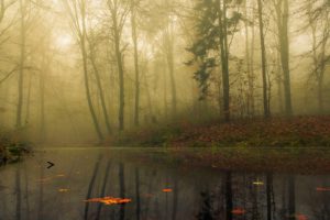 fog, Lake, Forest, Autumn, Nature, Beauty, Mist, Landscape