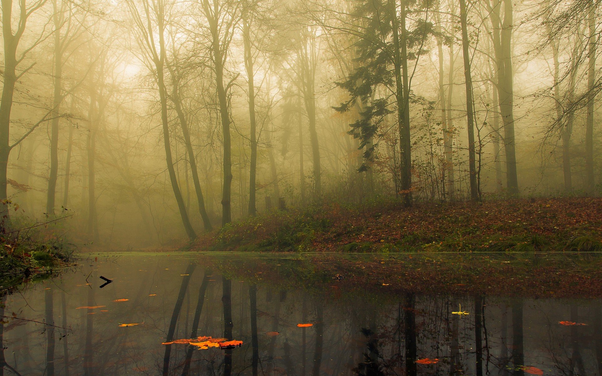 fog, Lake, Forest, Autumn, Nature, Beauty, Mist, Landscape Wallpaper