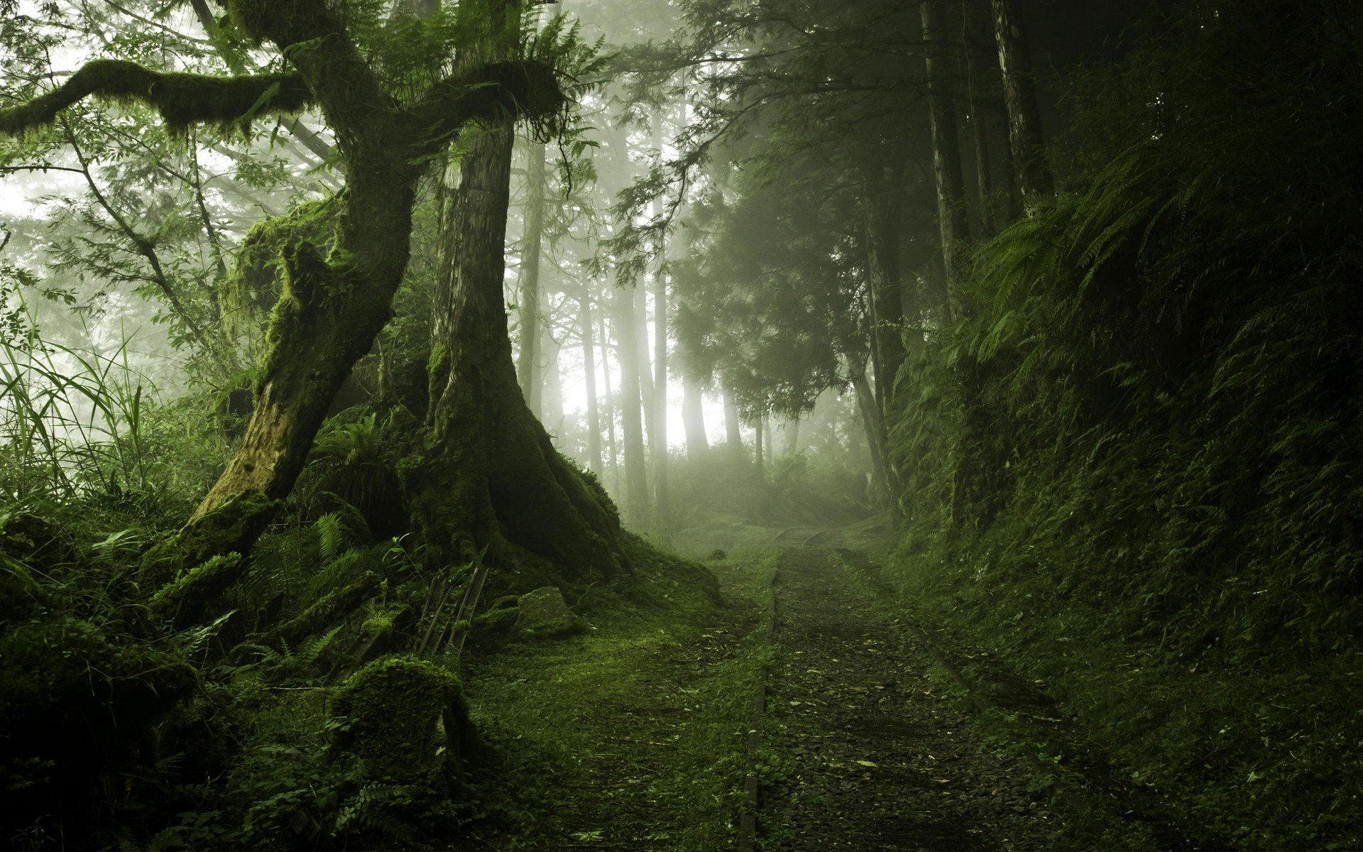 fog, Tree, Forest, Autumn, Nature, Beauty, Mist, Landscape