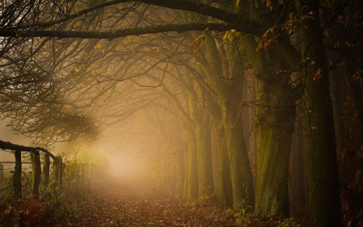 fog, Road, Forest, Autumn, Nature, Beauty, Mist, Landscape Wallpapers ...