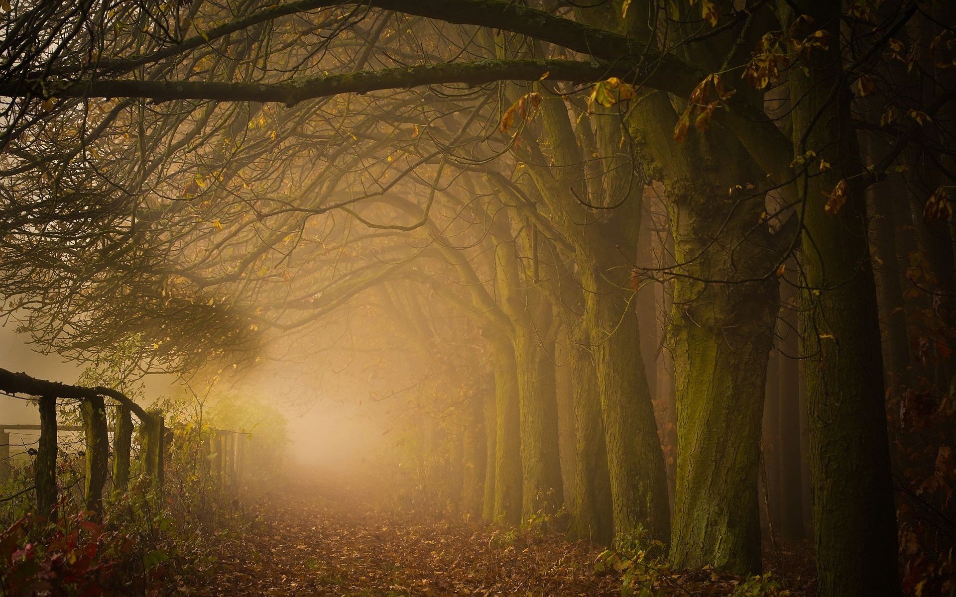 fog, Road, Forest, Autumn, Nature, Beauty, Mist, Landscape Wallpaper