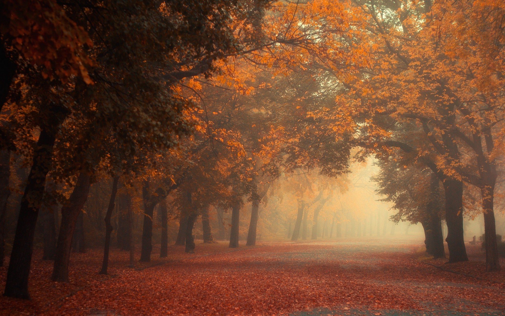 fog, Tree, Forest, Autumn, Nature, Beauty, Mist, Landscape Wallpapers