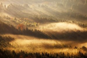 fog, Tree, Forest, Autumn, Nature, Beauty, Mist, Landscape