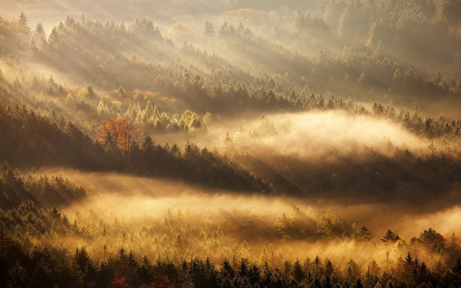 Fog Tree Forest Autumn Nature Beauty Mist Landscape Wallpapers