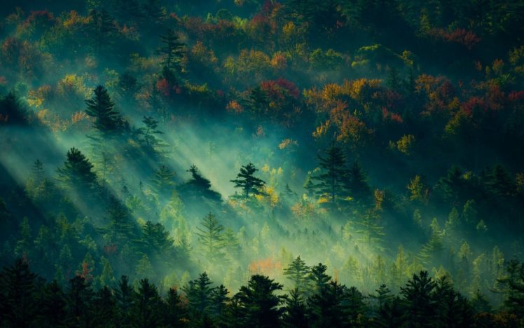 fog, Tree, Forest, Autumn, Nature, Beauty, Mist, Landscape HD Wallpaper Desktop Background