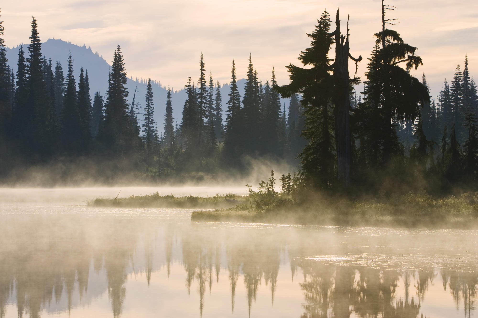 fog, Tree, Forest, Autumn, Nature, Beauty, Mist, Landscape, Lake, Mountain Wallpaper