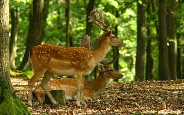deer, Animal, Cute, Nature, Forest HD Wallpaper Desktop Background