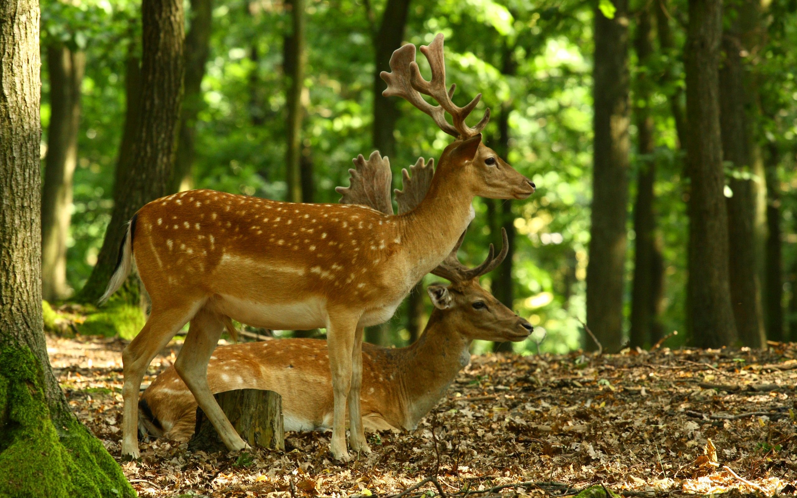 deer, Animal, Cute, Nature, Forest Wallpaper