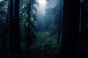 fog, Tree, Forest, Nature, Beauty, Mist, Landscape