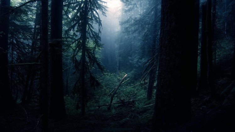 fog, Tree, Forest, Nature, Beauty, Mist, Landscape HD Wallpaper Desktop Background