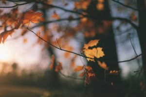 tree, Autumn, Leaves