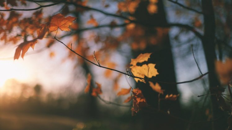 tree, Autumn, Leaves HD Wallpaper Desktop Background